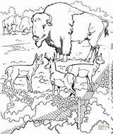 Bisons And Pronghorns coloring Page  Free Printable Coloring Pages sketch template