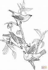 Coloring Sheets Birds  Team sketch template