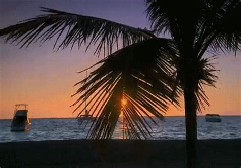 Coconut Tree GIF Relaxing Gif, Relaxing Music, Wanderlust Travel, Aesthetic Gif, Beach Aesthetic ...