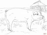 Adult Pig coloring Page  Free Printable Coloring Pages sketch template
