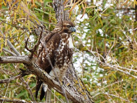 Geotripper's California Birds: Juvenile Red-tailed Hawk at the ...