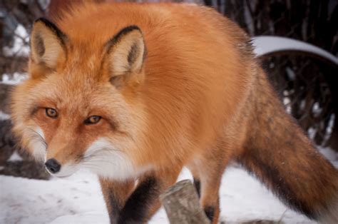 Chasing the Golden Light Photography by Howard S. Muscott | Wildlife | Red Fox, Alaska Wildlife ...