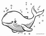 Free Printable Whale Coloring Pages For Kids  Itsy Bitsy Fun sketch template