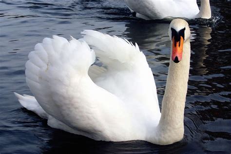 Swan | The Biggest Animals Kingdom