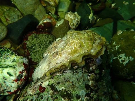 Pacific Oyster | California Sea Grant