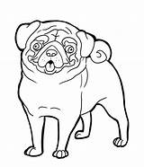 Printable Pug Coloring Pages sketch template