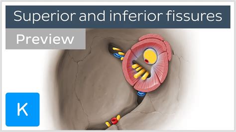 Superior Orbital Fissure Nerves