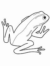 Printable Frog coloring Page  Download Print Or Color Online For Free sketch template