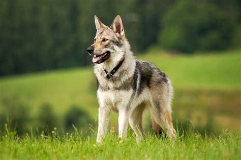 What Is a Wolf Canine? The Fascinating Reply! - Pets Fame