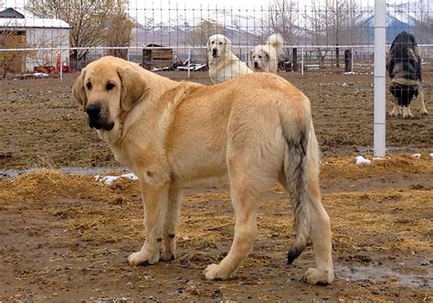 Spanish Mastiff - Native Breed.org