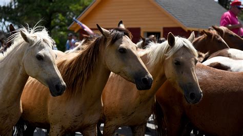 See how much is raised annually at the Chincoteague Pony Auction and the average price of a pony ...