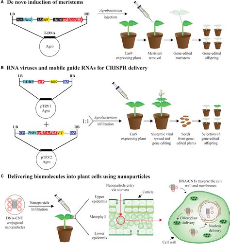 Frontiers | Advances in Genome Editing With CRISPR Systems and Transformation Technologies for ...