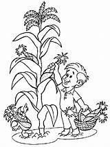Corn Fields Coloring Pages  Cool sketch template