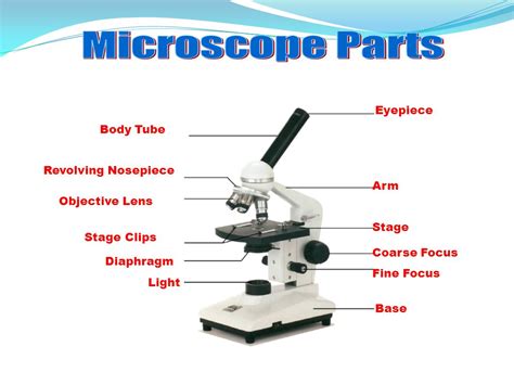 Components of compound microscope - pasaclassic