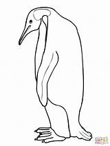 Emperor Penguin coloring Page  Free Printable Coloring Pages sketch template