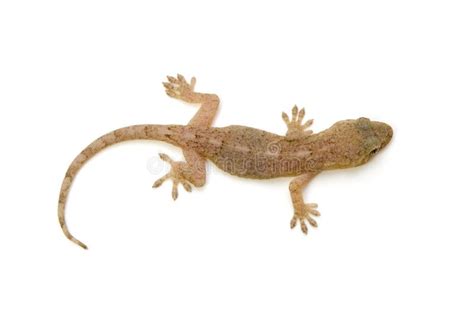 Japanese gecko stock photo. Image of prepared, skink - 26463668