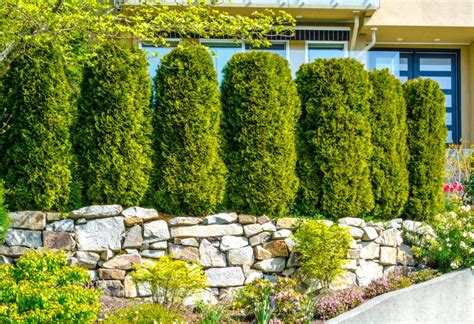 The 13 Best Backyard Plants to Grow for Privacy | MYMOVE