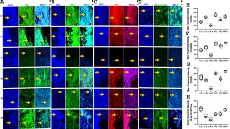 Immunofluorescence microscopy exploring the expression of... | Download Scientific Diagram