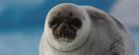 SEALS OF GREENLAND – Greenlandtoday