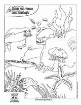 Educational Colouring Sheets  CCNB sketch template