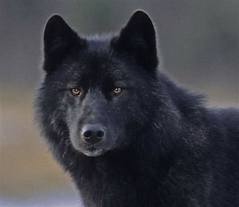 Pin on Animals | Black wolf, Wolf spirit animal, Wolf call