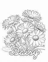 10 Daisy Coloring Pages With Aesthetic Vibes  KoloringPages sketch template