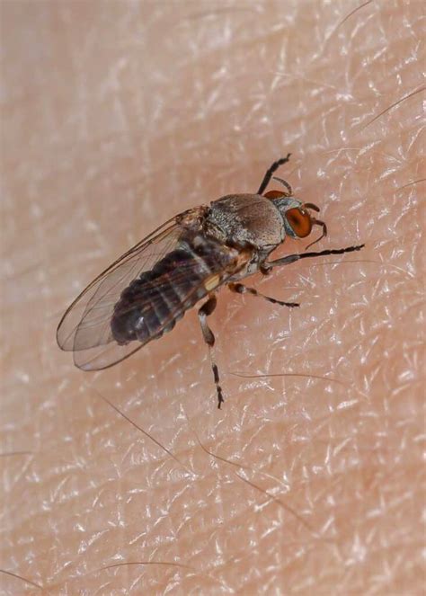 Do Gnats Bite Humans? 3 Common Biting Gnats (8 Tips to Avoid Bites ...