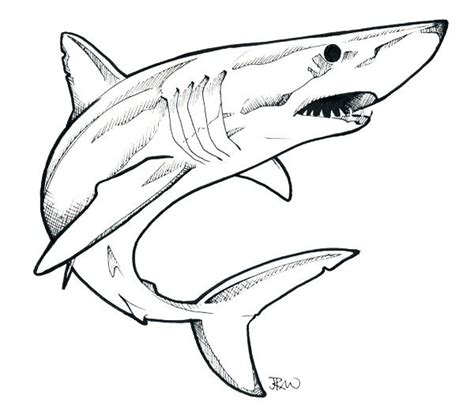 mako shark - Google Search | Shark drawing, Shark drawing easy, Shark art