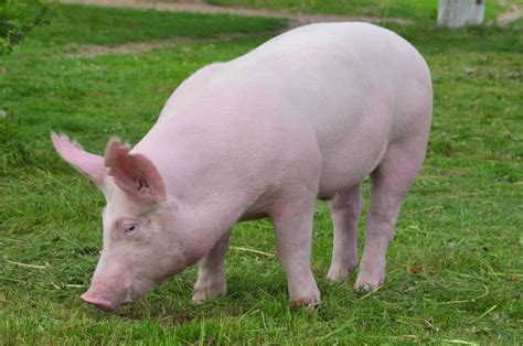 Yorkshire Pigs: Breed info, Lifespan, & more! - Northern Nester