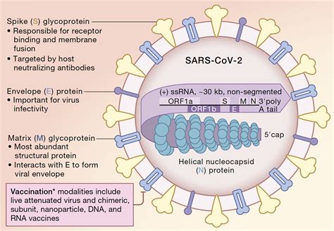 Research related to COVID-19 | Endowment for Basic Sciences | Michigan Medicine | University of ...