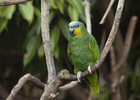 Small Green Parrot Species