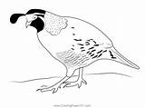 California Quail 14 Coloring Page For Kids  Free Quails Printable sketch template