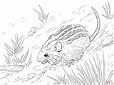 Striped Mouse coloring Page  Free Printable Coloring Pages sketch template