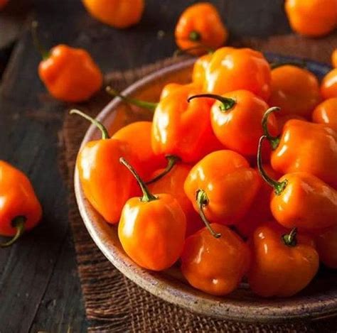 Orange Habanero Seeds - 30+ seeds, or 1/4 gram - Buy 2 Get 1 Order Free - b68 | Pepper seeds ...