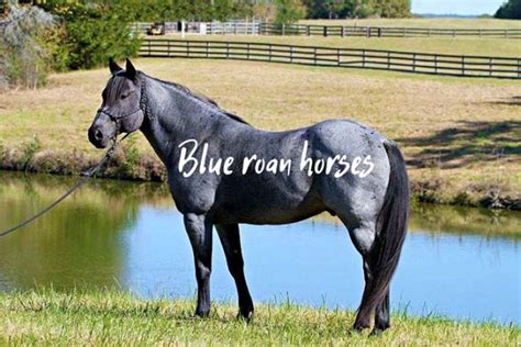 Blue Roan Horses Ultimate Guide With Pictures and Examples