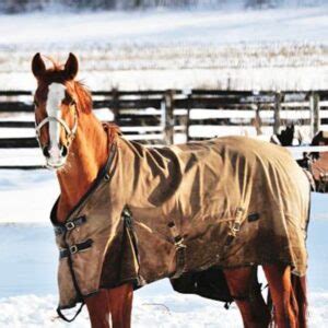 Winter Blankets for Your Horse - Arcola Feed