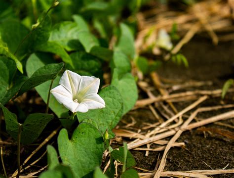 How to Grow Exquisite Moon Flowers