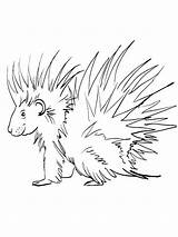 Porcupine coloring pages sketch template