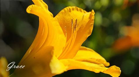 Yellow-Lily-Flower-Meaning