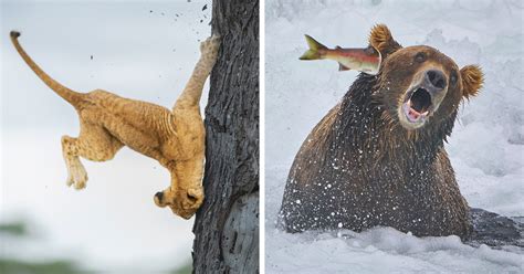 The Finalists Of The 2022 Comedy Wildlife Photography Awards Have Been ...