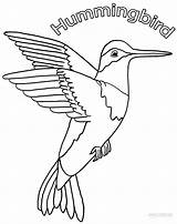 Printable Hummingbird Coloring Pages For Kids  Cool2bKids sketch template