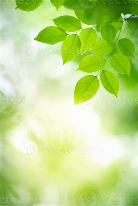 Nature of green leaf in garden at summer. Natural green leaves plants using as spring background ...