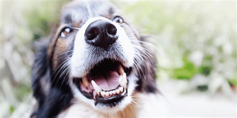 Dog Breath Solutions: How to Prevent Bad Breath in Dogs - CanadaVet.com
