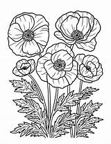 Large Poppy Flower Coloring Page  Best Site sketch template