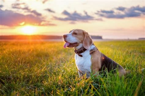 How to Identify a Purebred Beagle: A Complete Guide