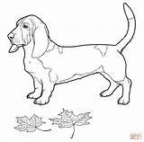 Basset Hound coloring Page  Free Printable Coloring Pages sketch template