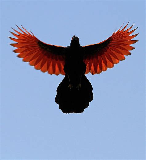 Greater Coucal in Flight