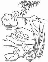 Swan Coloring Pages  KeegennMeynerd sketch template