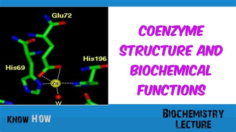 Coenzyme structure and Biochemical functions - YouTube