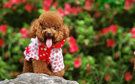 Poodle Wallpapers - Wallpaper Cave